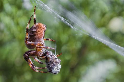 The Magical World of Spider Magic: Spells and Incantations of Arachnid Wisdom